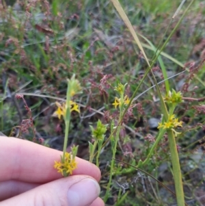 Pimelea curviflora at Bungendore, NSW - 26 Nov 2022 07:43 PM