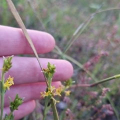 Pimelea curviflora at Bungendore, NSW - 26 Nov 2022