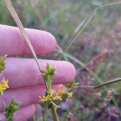 Pimelea curviflora at Bungendore, NSW - 26 Nov 2022