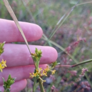 Pimelea curviflora at Bungendore, NSW - 26 Nov 2022 07:43 PM