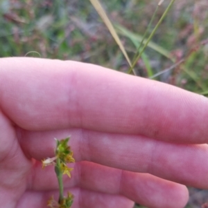 Pimelea curviflora at Bungendore, NSW - 26 Nov 2022 07:43 PM