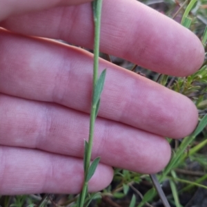 Pimelea curviflora at Bungendore, NSW - 26 Nov 2022