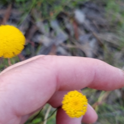 Leptorhynchos squamatus subsp. squamatus (Scaly Buttons) at Bungendore, NSW - 26 Nov 2022 by clarehoneydove