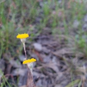 Leptorhynchos squamatus subsp. squamatus at Bungendore, NSW - 26 Nov 2022