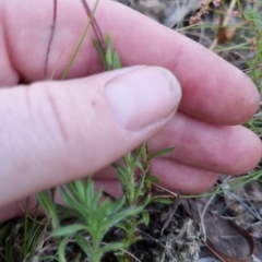 Leptorhynchos squamatus subsp. squamatus at Bungendore, NSW - 26 Nov 2022 07:43 PM