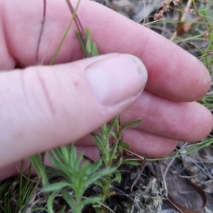 Leptorhynchos squamatus subsp. squamatus at Bungendore, NSW - 26 Nov 2022 07:43 PM