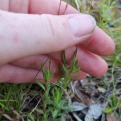 Leptorhynchos squamatus subsp. squamatus at Bungendore, NSW - 26 Nov 2022