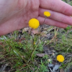 Leptorhynchos squamatus subsp. squamatus at Bungendore, NSW - 26 Nov 2022