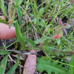 Craspedia variabilis (Common Billy Buttons) at Bungendore, NSW - 26 Nov 2022 by clarehoneydove