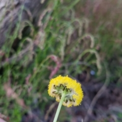 Craspedia variabilis at Bungendore, NSW - suppressed