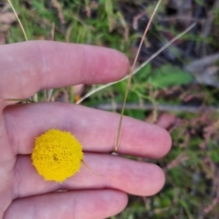 Craspedia variabilis at Bungendore, NSW - suppressed