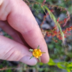 Hypericum gramineum at Bungendore, NSW - 26 Nov 2022