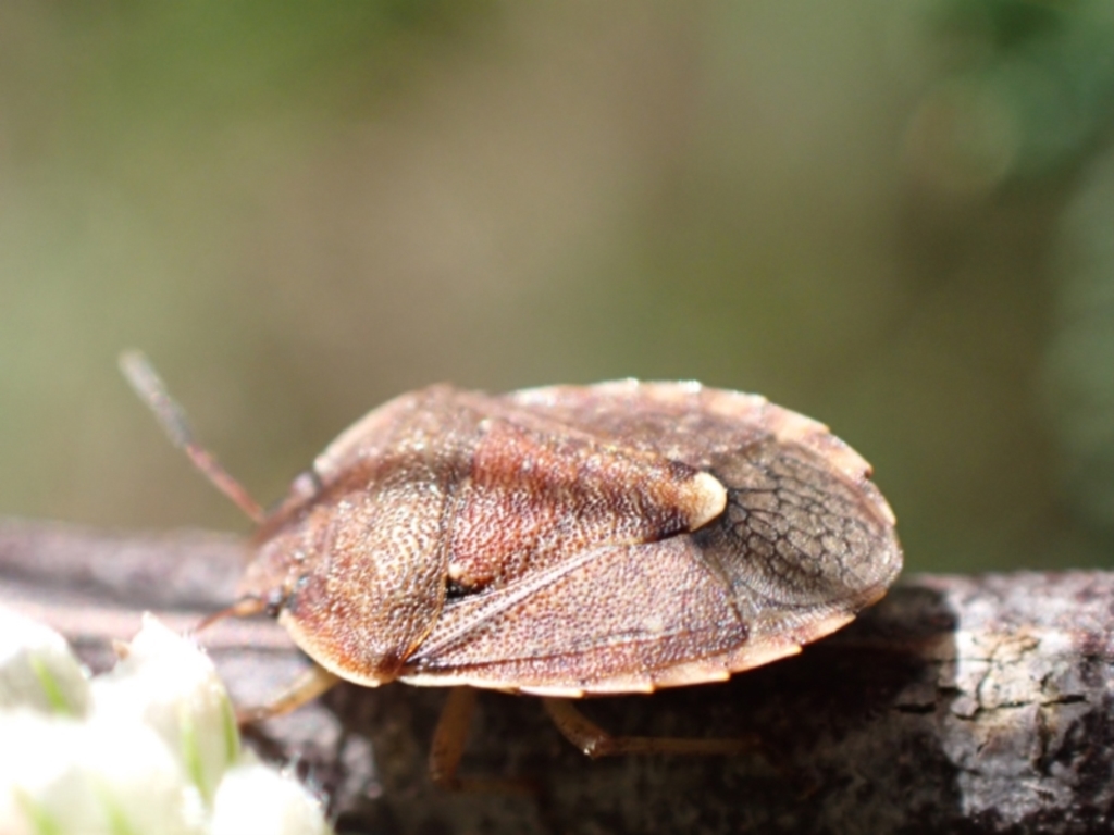 Dictyotus caenosus at Murrumbateman, NSW - 26 Nov 2022