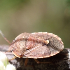 Dictyotus caenosus (TBC) at Murrumbateman, NSW - 26 Nov 2022 by SimoneC