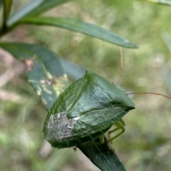 Cuspicona simplex (Green potato bug) at Mount Ainslie - 26 Nov 2022 by Pirom