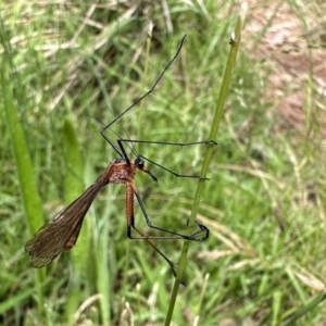 Harpobittacus sp. (genus) at Ainslie, ACT - 26 Nov 2022