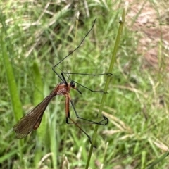 Harpobittacus sp. (genus) (Hangingfly) at Mount Ainslie - 26 Nov 2022 by Pirom