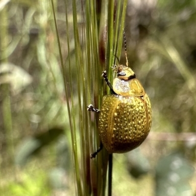 Paropsisterna cloelia (Eucalyptus variegated beetle) at Mount Ainslie - 26 Nov 2022 by Pirom