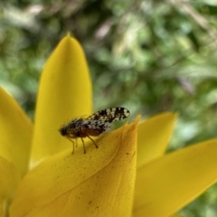 Austrotephritis fuscata (A fruit fly) at Mount Ainslie - 26 Nov 2022 by Pirom