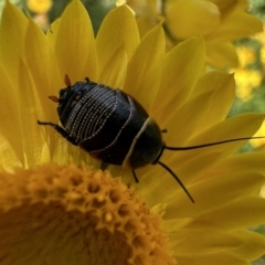 Ellipsidion australe (TBC) at Ainslie, ACT - 26 Nov 2022 by Pirom