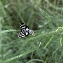 Quasicooronga connecta (A fruit fly) at Mount Ainslie - 26 Nov 2022 by Pirom