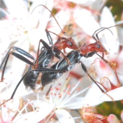 Zoedia divisa (Zoedia longhorn beetle) at Paddys River, ACT - 24 Nov 2022 by Harrisi