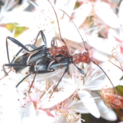 Zoedia divisa at Paddys River, ACT - 24 Nov 2022