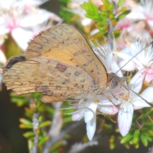 Paralucia aurifera at Paddys River, ACT - 24 Nov 2022