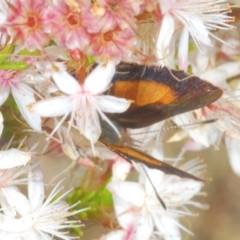 Paralucia aurifera at Paddys River, ACT - 24 Nov 2022