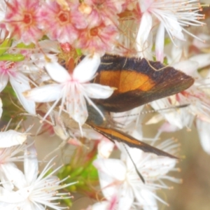 Paralucia aurifera at Paddys River, ACT - 24 Nov 2022