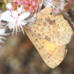 Paralucia aurifera at Paddys River, ACT - 24 Nov 2022 04:23 PM