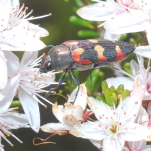 Castiarina sexplagiata at Paddys River, ACT - 24 Nov 2022