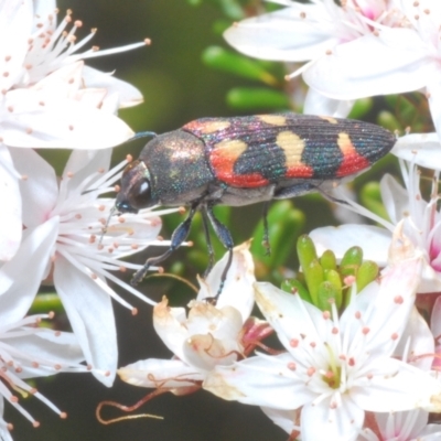 Castiarina sexplagiata (Jewel beetle) at Paddys River, ACT - 24 Nov 2022 by Harrisi