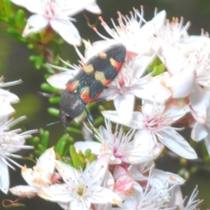 Castiarina sexplagiata at Paddys River, ACT - 24 Nov 2022