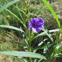 Solanum linearifolium (Kangaroo Apple) at The Pinnacle - 25 Nov 2022 by MatthewFrawley