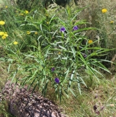 Solanum linearifolium at Hawker, ACT - 26 Nov 2022 09:46 AM