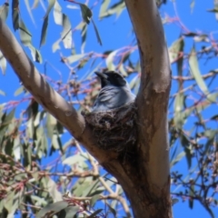 Coracina novaehollandiae (Black-faced Cuckooshrike) at The Pinnacle - 25 Nov 2022 by MatthewFrawley