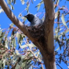 Coracina novaehollandiae at Hawker, ACT - 26 Nov 2022