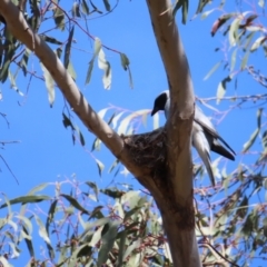 Coracina novaehollandiae at Hawker, ACT - 26 Nov 2022