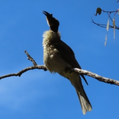 Philemon corniculatus (Noisy Friarbird) at Hawker, ACT - 26 Nov 2022 by MatthewFrawley