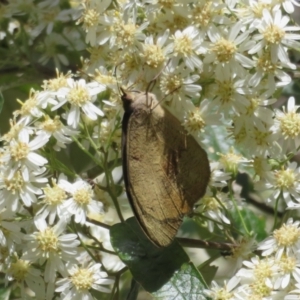 Heteronympha merope at Cotter River, ACT - 26 Nov 2022 01:26 PM