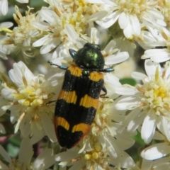 Castiarina interstitialis (A jewel beetle) at Namadgi National Park - 26 Nov 2022 by Christine