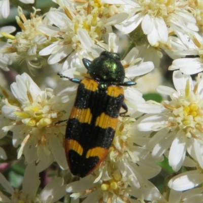 Castiarina interstitialis (A jewel beetle) at Cotter River, ACT - 26 Nov 2022 by Christine