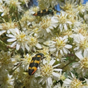 Castiarina interstitialis at Cotter River, ACT - 26 Nov 2022 01:25 PM