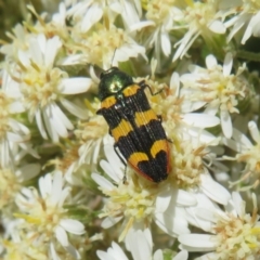 Castiarina interstitialis at Cotter River, ACT - 26 Nov 2022 01:25 PM