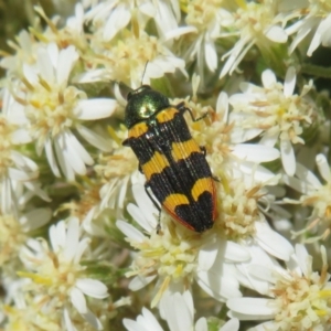 Castiarina interstitialis at Cotter River, ACT - 26 Nov 2022