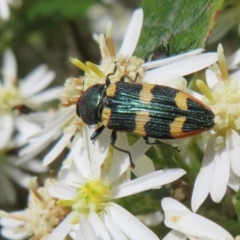 Castiarina interstitialis at Cotter River, ACT - 26 Nov 2022