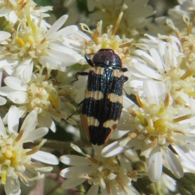 Castiarina interstitialis (A jewel beetle) at Namadgi National Park - 26 Nov 2022 by Christine