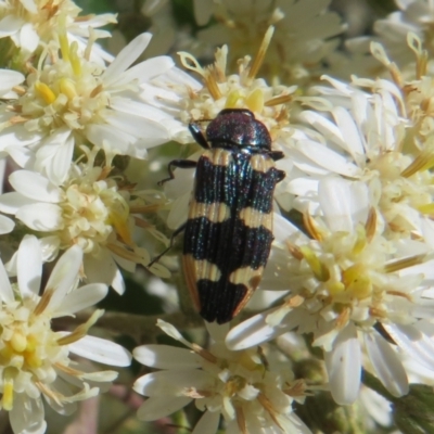 Castiarina interstitialis (A jewel beetle) at Cotter River, ACT - 26 Nov 2022 by Christine