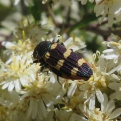 Castiarina interstitialis at Cotter River, ACT - 26 Nov 2022